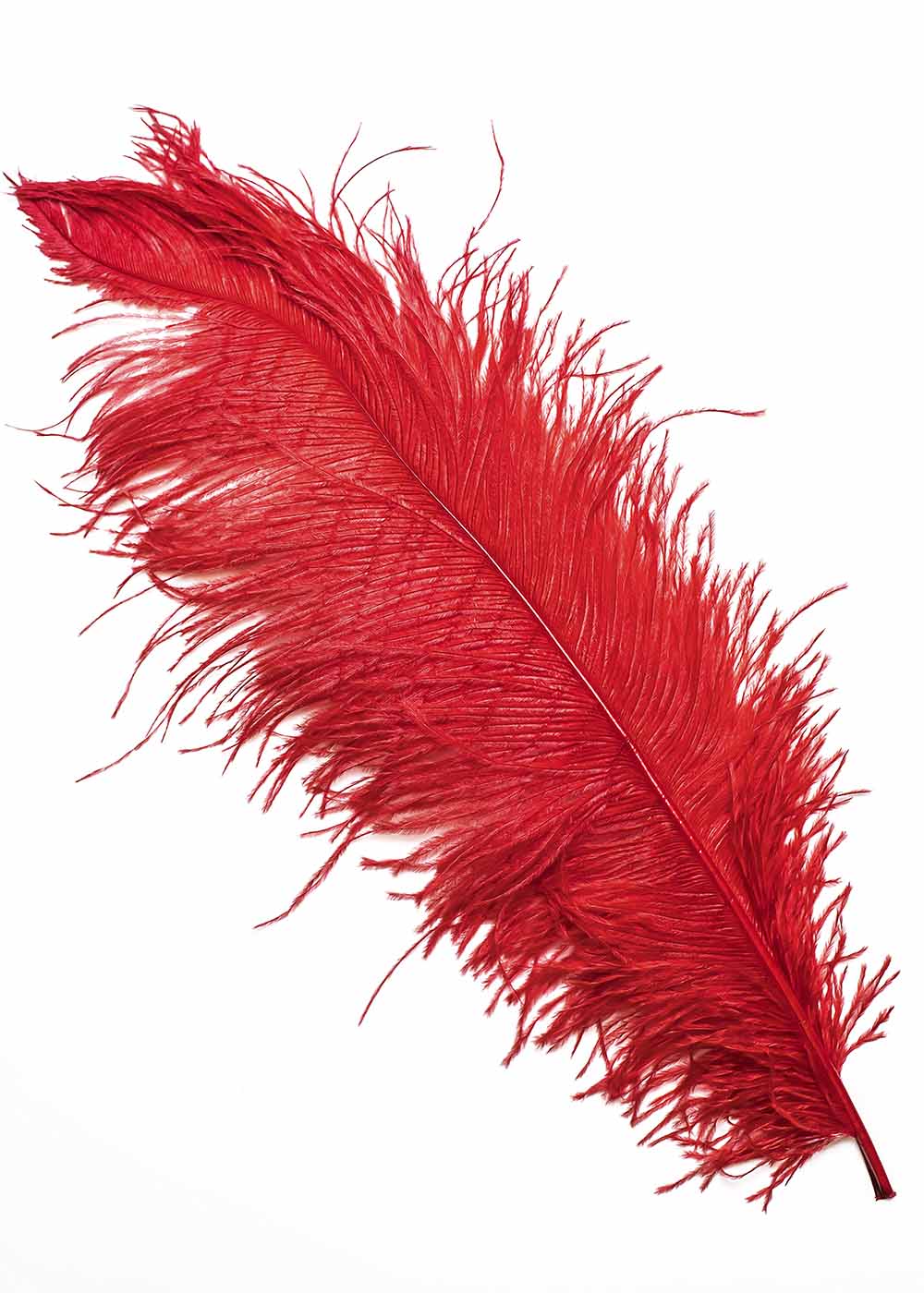 Ostrich feather to buy at the Grand Prix store